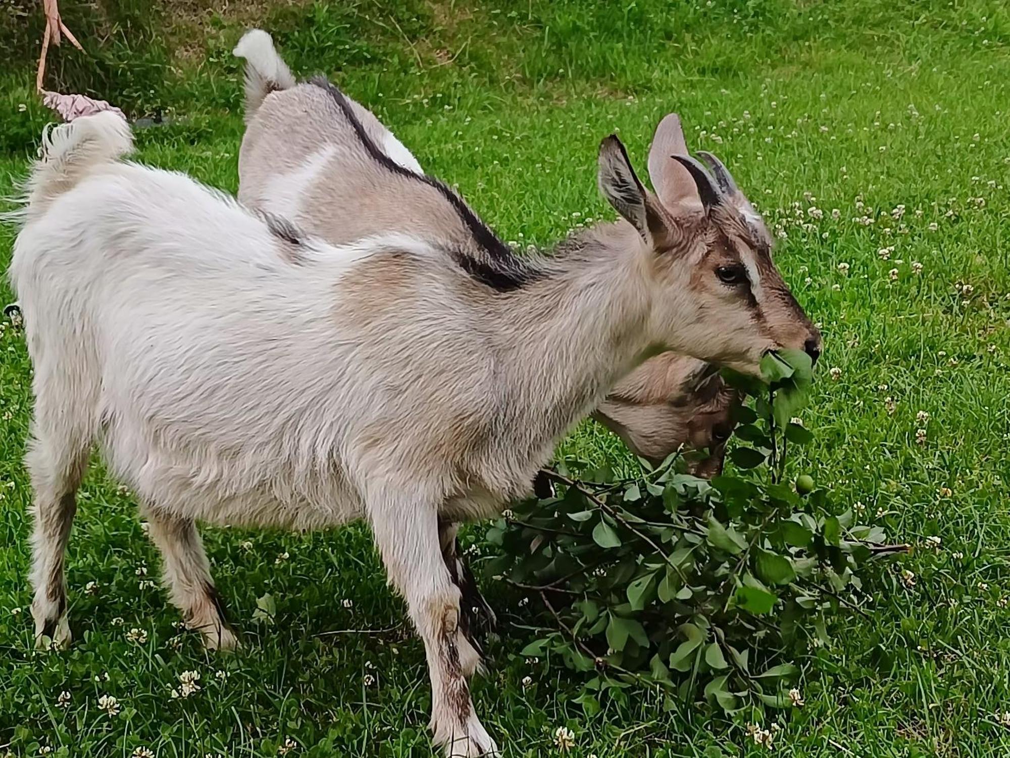 Domek nad Lasem Koniaków Exteriér fotografie